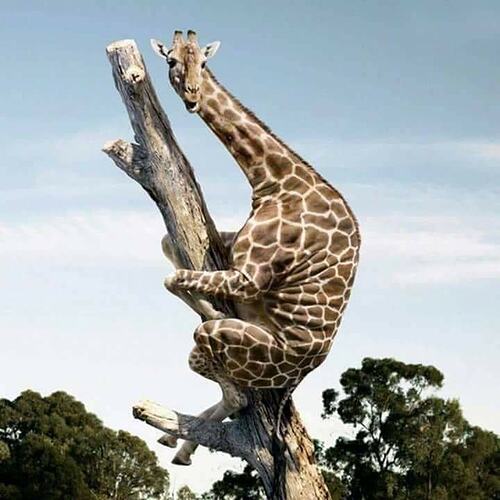 girafe sur arbre