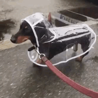Image GIF