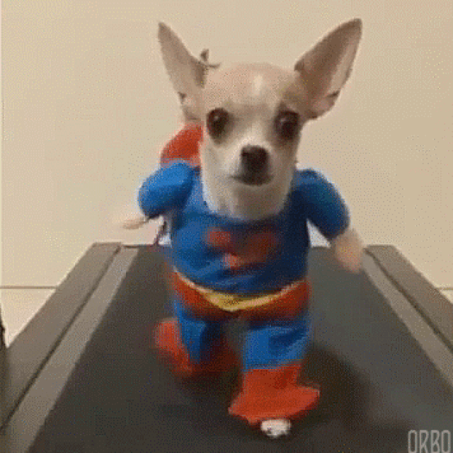 superdog-treadmill-5af44eb2eb97de003d8c771d